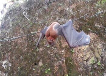 Foto de gran murciélago pescador genera curiosidad en Miches y El Seibo