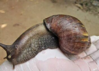 Ministerio de Salud informa medidas contra presencia de caracol gigante africano