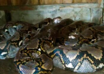 Serpientes pitones retenidas por Medio Ambiente habían sido donadas por su dueño al zoológico