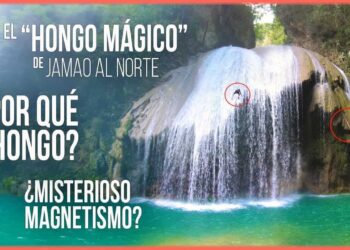 Hongo Mágico – Secreto Mejor Guardado en República Dominicana