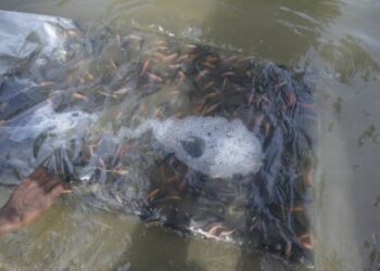 Lanzan alevines de carpas y tilapias al río Yaque del Norte