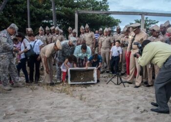 Las tortuguitas del “Santuario de Tortugas Navales” de República Dominicana