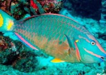 Poder Ejecutivo rectifica y adelanta inicio de veda del pez loro y otros peces