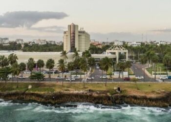 Por qué no se deben podar las palmas del malecón