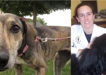 Protectores recogen perros realengos en Samaná para que los adopten en New Hampshire
