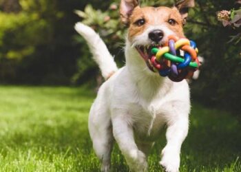 Te enteraste de lo nuevo para tus mascotas en Santo Domingo