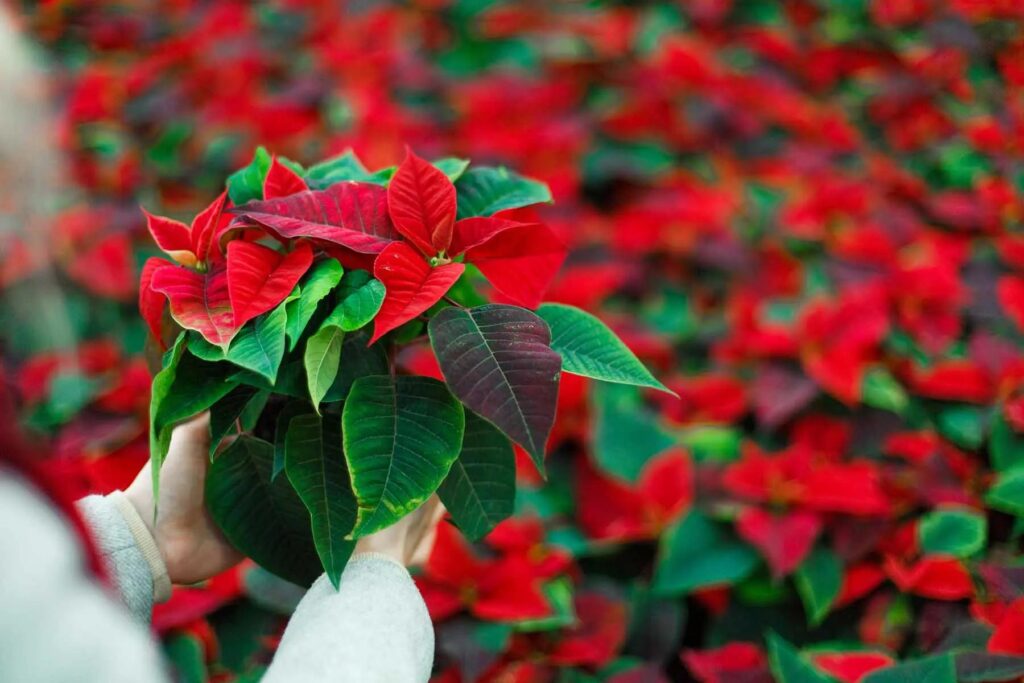 flor de nochebuena simbolo tradicion cultura republica dominicana 1734952520