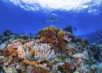 Fundación Puntacana, Puntacana Circular, economía circular, ecosistemas marinos, sostenibilidad en República Dominicana, turismo sostenible RD