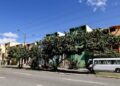 árboles Santo Domingo, forestación urbana República Dominicana, especies nativas árboles, paisaje urbano sostenible, flora urbana dominicana, medio ambiente Santo Domingo