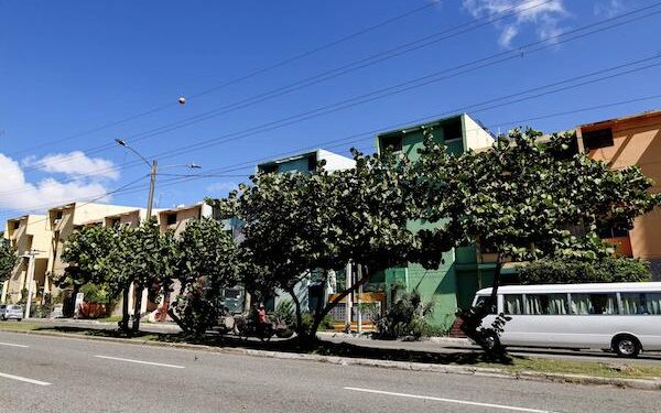árboles Santo Domingo, forestación urbana República Dominicana, especies nativas árboles, paisaje urbano sostenible, flora urbana dominicana, medio ambiente Santo Domingo