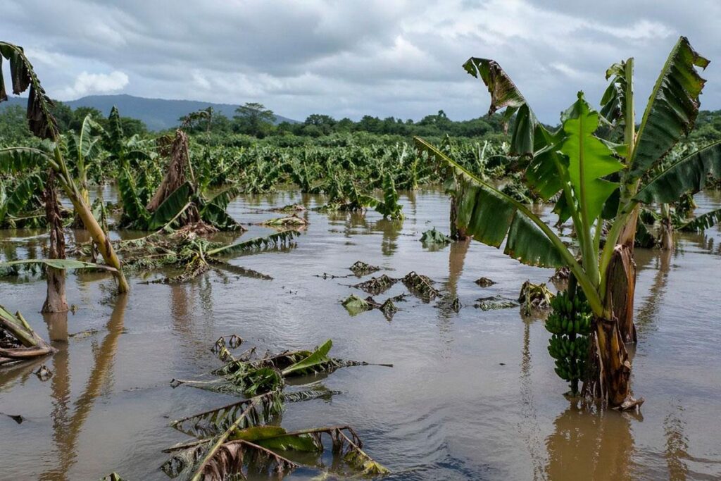 seguro agrícola República Dominicana, cobertura seguro agropecuario, subsidio seguro agrícola RD, protección sector agrícola RD, cultura aseguradora agrícola, desarrollo agropecuario dominicano