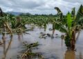 seguro agrícola República Dominicana, cobertura seguro agropecuario, subsidio seguro agrícola RD, protección sector agrícola RD, cultura aseguradora agrícola, desarrollo agropecuario dominicano