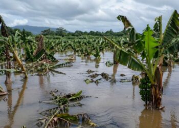 seguro agrícola República Dominicana, cobertura seguro agropecuario, subsidio seguro agrícola RD, protección sector agrícola RD, cultura aseguradora agrícola, desarrollo agropecuario dominicano