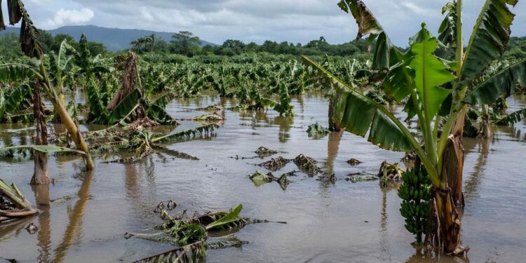 seguro agrícola República Dominicana, cobertura seguro agropecuario, subsidio seguro agrícola RD, protección sector agrícola RD, cultura aseguradora agrícola, desarrollo agropecuario dominicano