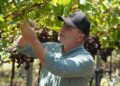producción agropecuaria dominicana, agricultura en República Dominicana, seguridad alimentaria RD, cultivos dominicanos históricos, crecimiento agrícola RD, exportaciones agropecuarias RD