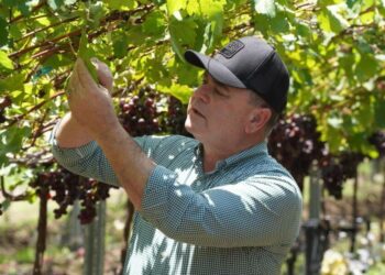 producción agropecuaria dominicana, agricultura en República Dominicana, seguridad alimentaria RD, cultivos dominicanos históricos, crecimiento agrícola RD, exportaciones agropecuarias RD