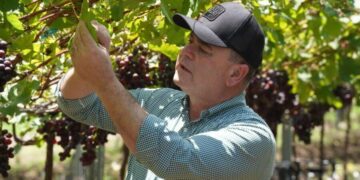 producción agropecuaria dominicana, agricultura en República Dominicana, seguridad alimentaria RD, cultivos dominicanos históricos, crecimiento agrícola RD, exportaciones agropecuarias RD
