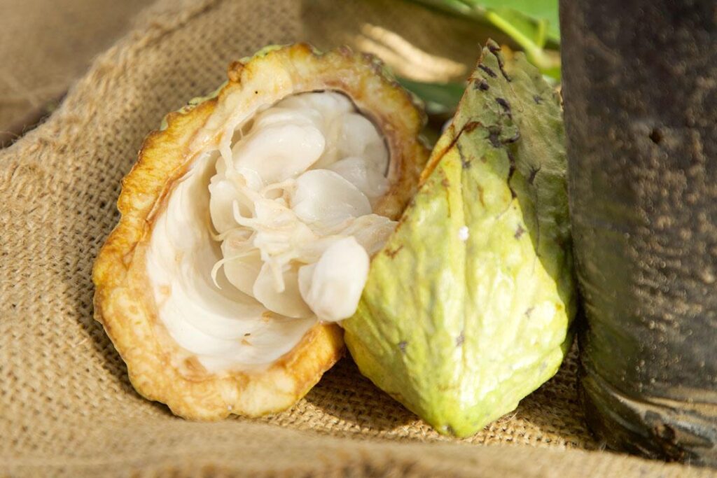 exportaciones de cacao dominicano, cacao de San Francisco de Macorís, producción de cacao en República Dominicana, récord exportaciones cacao RD, industria cacaotera dominicana, economía agrícola dominicana