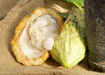 exportaciones de cacao dominicano, cacao de San Francisco de Macorís, producción de cacao en República Dominicana, récord exportaciones cacao RD, industria cacaotera dominicana, economía agrícola dominicana