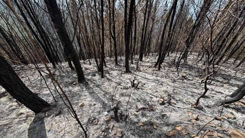 incendio Bahoruco, bosque Sierra de Neiba, reforestación República Dominicana, conservación ambiental RD, proyecto familiar pinos, justicia ambiental RD