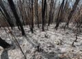 incendio Bahoruco, bosque Sierra de Neiba, reforestación República Dominicana, conservación ambiental RD, proyecto familiar pinos, justicia ambiental RD