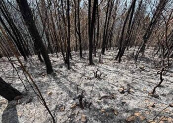 incendio Bahoruco, bosque Sierra de Neiba, reforestación República Dominicana, conservación ambiental RD, proyecto familiar pinos, justicia ambiental RD