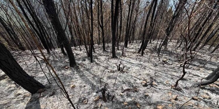 incendio Bahoruco, bosque Sierra de Neiba, reforestación República Dominicana, conservación ambiental RD, proyecto familiar pinos, justicia ambiental RD