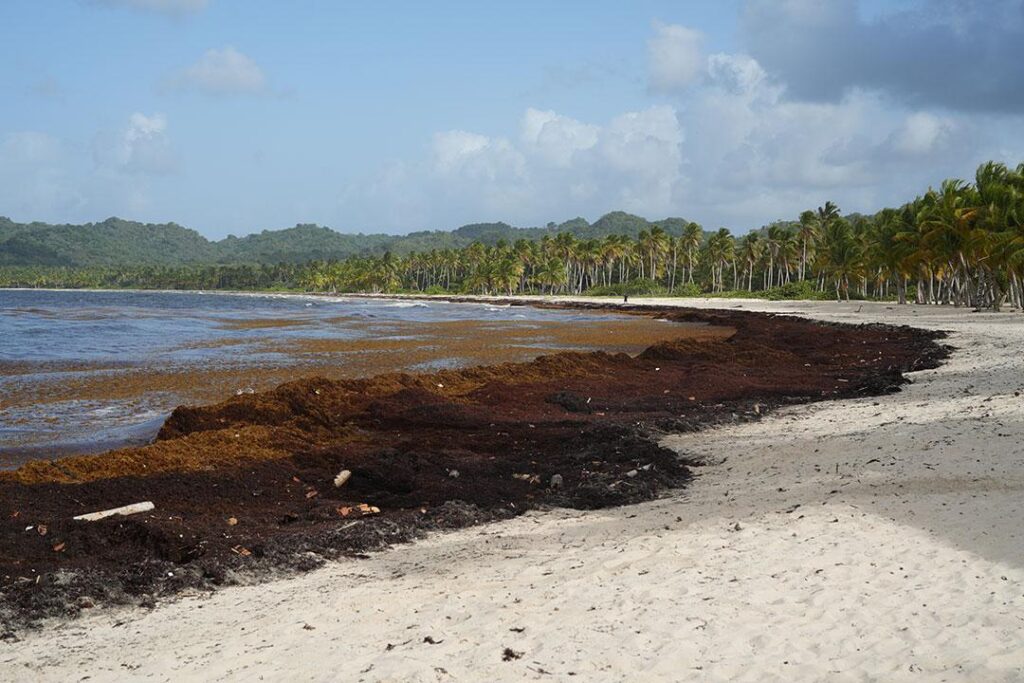 sargazo en República Dominicana, impacto del sargazo en playas dominicanas, ecosistemas marinos RD, turismo y sargazo, medidas contra sargazo RD, protección playas República Dominicana