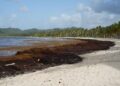 sargazo en República Dominicana, impacto del sargazo en playas dominicanas, ecosistemas marinos RD, turismo y sargazo, medidas contra sargazo RD, protección playas República Dominicana
