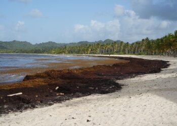sargazo en República Dominicana, impacto del sargazo en playas dominicanas, ecosistemas marinos RD, turismo y sargazo, medidas contra sargazo RD, protección playas República Dominicana