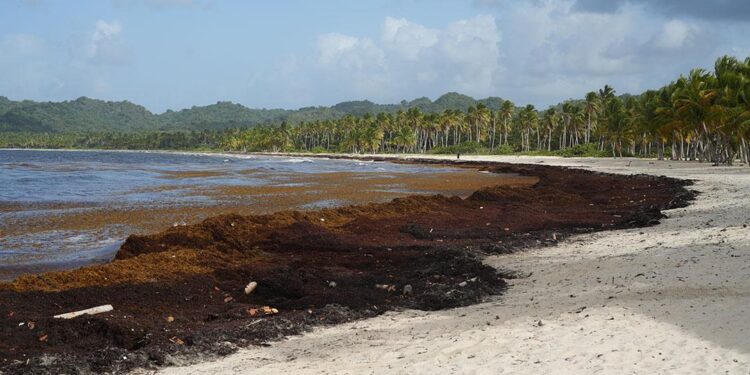 sargazo en República Dominicana, impacto del sargazo en playas dominicanas, ecosistemas marinos RD, turismo y sargazo, medidas contra sargazo RD, protección playas República Dominicana