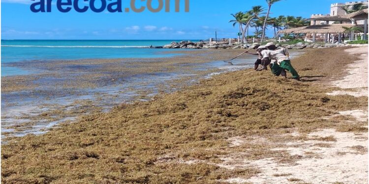 gestión del sargazo, sargazo en República Dominicana, financiamiento sostenible RD, Banco Adopem sargazo, emprendimiento ambiental RD, proyectos ambientales Caribe