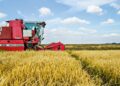subsidios arroz Estados Unidos, producción arroz República Dominicana, competencia agrícola RD, apoyos agrícolas dominicanos, seguridad alimentaria RD, políticas agrícolas dominicanas