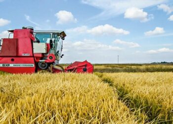 subsidios arroz Estados Unidos, producción arroz República Dominicana, competencia agrícola RD, apoyos agrícolas dominicanos, seguridad alimentaria RD, políticas agrícolas dominicanas
