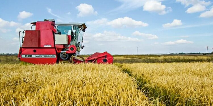 subsidios arroz Estados Unidos, producción arroz República Dominicana, competencia agrícola RD, apoyos agrícolas dominicanos, seguridad alimentaria RD, políticas agrícolas dominicanas